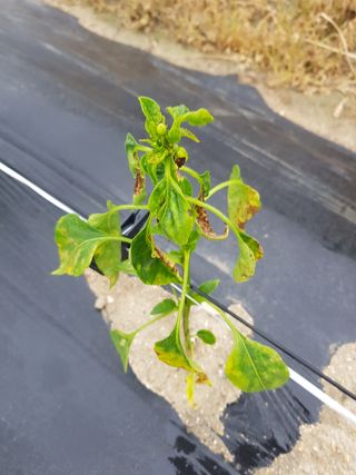 암초님의 고추 · 병해충상담 작성글 사진