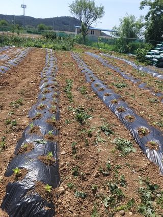 초보 농부님의 참깨 · 자유게시판 작성글 사진