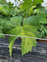 팜모닝 포도·병해충상담 게시글 이미지