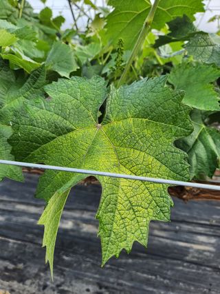 김경규님의 포도 · 병해충상담 작성글 사진