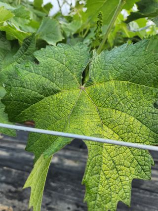 김경규님의 포도 · 병해충상담 작성글 사진