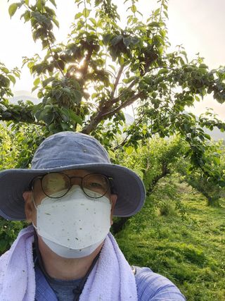 광양밤실매실농장님의 매실 · 자유게시판 작성글 사진