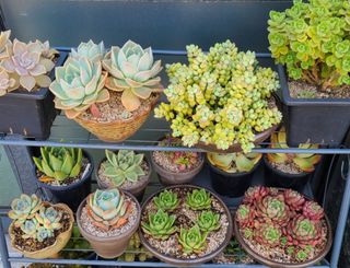 그린톡톡 오계상님의 기타작물 · 자유게시판 작성글 사진