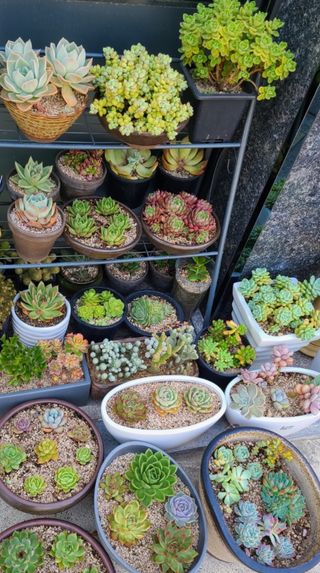 그린톡톡 오계상님의 기타작물 · 자유게시판 작성글 사진