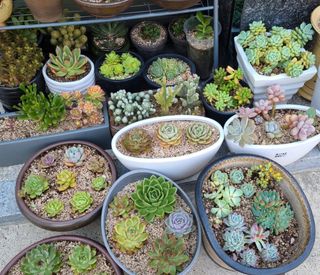 그린톡톡 오계상님의 기타작물 · 자유게시판 작성글 사진