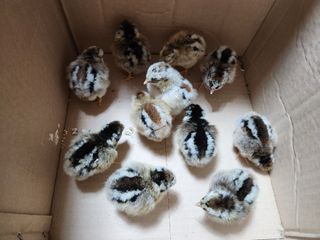 노아님의 기타작물 · 자유게시판 작성글 사진