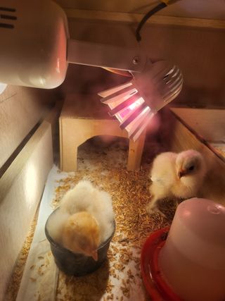 노아님의 기타작물 · 자유게시판 작성글 사진