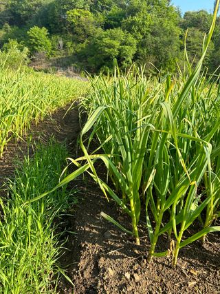 신종우님의 마늘 · 마늘 쪽 비대기 작성글 사진