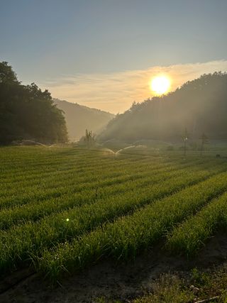 신종우님의 마늘 · 마늘 쪽 비대기 작성글 사진