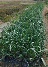 팜모닝 마늘·마늘 쪽 비대기 게시글 이미지