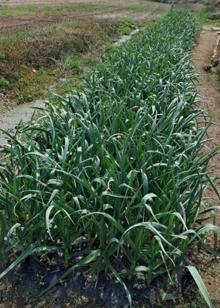 7773님의 마늘 · 마늘 쪽 비대기 작성글 사진