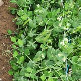 팜모닝 콩·자유게시판 게시글 이미지