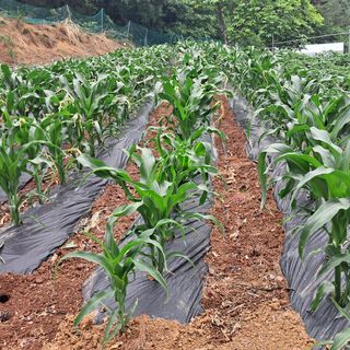 김복실님의 자유주제 · 자유게시판 작성글 사진