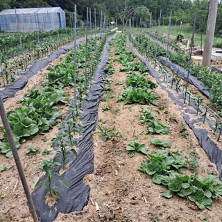 김복실님의 자유주제 · 자유게시판 작성글 사진