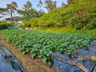 이영재님의 감자 · 자유게시판 작성글 사진