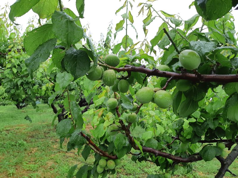 장터 상품 [홍매실(남고) 10kg] 썸네일