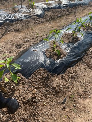 그린톡톡 오계상님의 고추 · 일상 작성글 사진