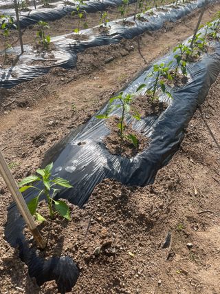 그린톡톡 오계상님의 고추 · 일상 작성글 사진