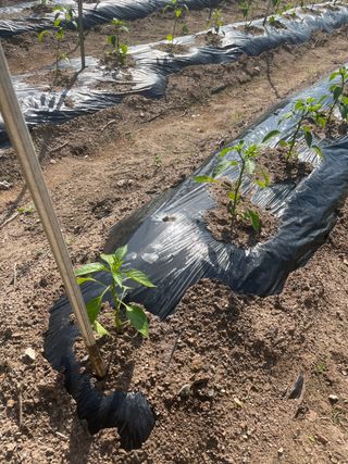그린톡톡 오계상님의 고추 · 일상 작성글 사진