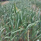 팜모닝 자유주제·사진전 게시글 이미지