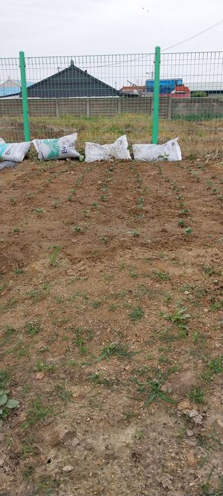 주말 텃밭 농부님의 콩 · 자유게시판 작성글 사진