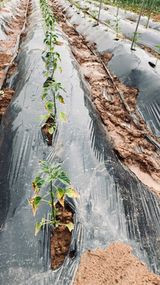 팜모닝 고추·병해충상담 게시글 이미지