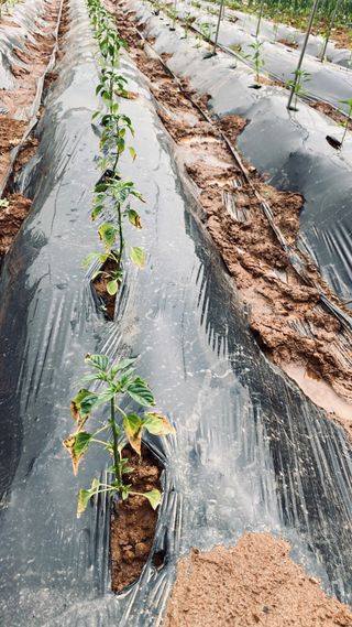 임호수님의 고추 · 병해충상담 작성글 사진