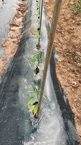 임호수님의 고추 · 병해충상담 작성글 사진