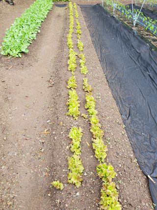 김윤철님의 기타작물 · 자유게시판 작성글 사진