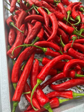 신흥생활가전님의 고추 · 저장•가공 작성글 사진