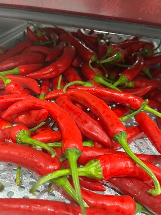 신흥생활가전님의 고추 · 저장•가공 작성글 사진