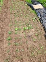 팜모닝 자유주제·자유게시판 게시글 이미지