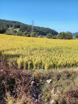 조준제님의 벼 · 자유게시판 작성글 사진