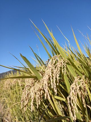 조준제님의 벼 · 자유게시판 작성글 사진