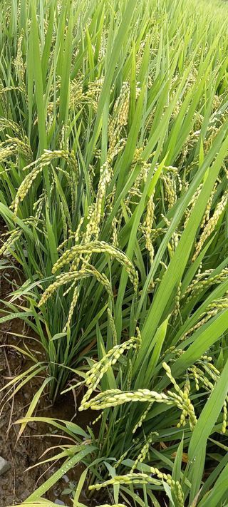 조준제님의 벼 · 자유게시판 작성글 사진