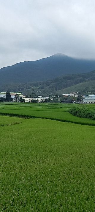 조준제님의 벼 · 자유게시판 작성글 사진