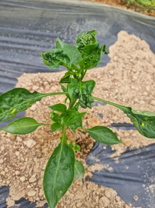 김영철님의 고추 · 병해충상담 작성글 사진