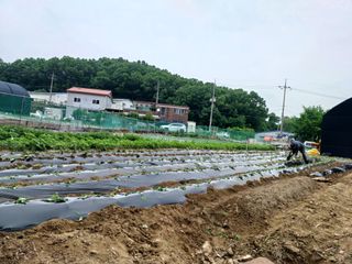 문영식님의 고구마 · 자유게시판 작성글 사진