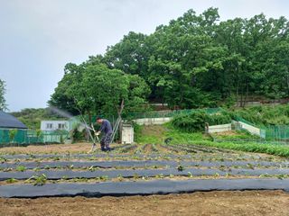 문영식님의 고구마 · 자유게시판 작성글 사진