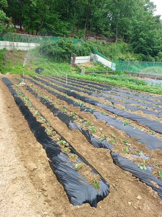 문영식님의 고구마 · 자유게시판 작성글 사진