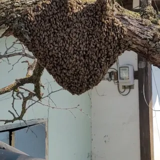 김동철님의 벼 · 자유게시판 작성글 사진