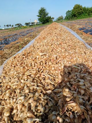 결단이님의 기타작물 · 자유게시판 작성글 사진