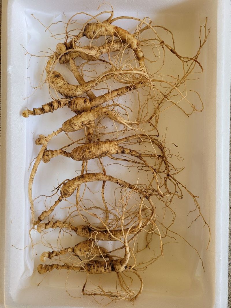 장터 상품 [장뇌삼 할인판매 ] 썸네일