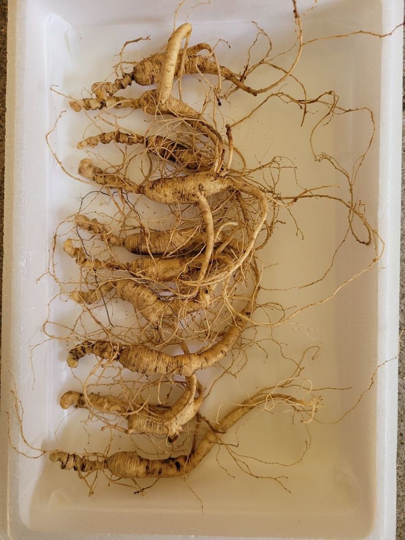 신재용님의 장터 판매 상품 [장뇌삼 할인판매 ] 첨부 사진