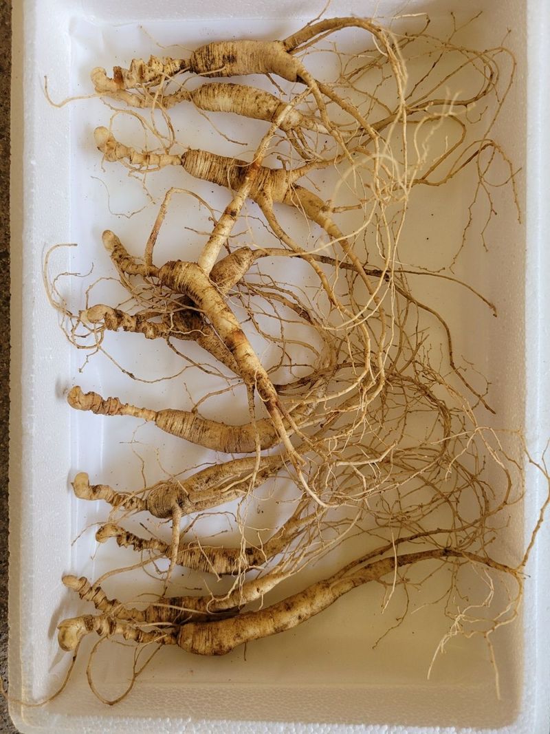 신재용님의 장터 판매 상품 [장뇌삼 할인판매 ] 첨부 사진