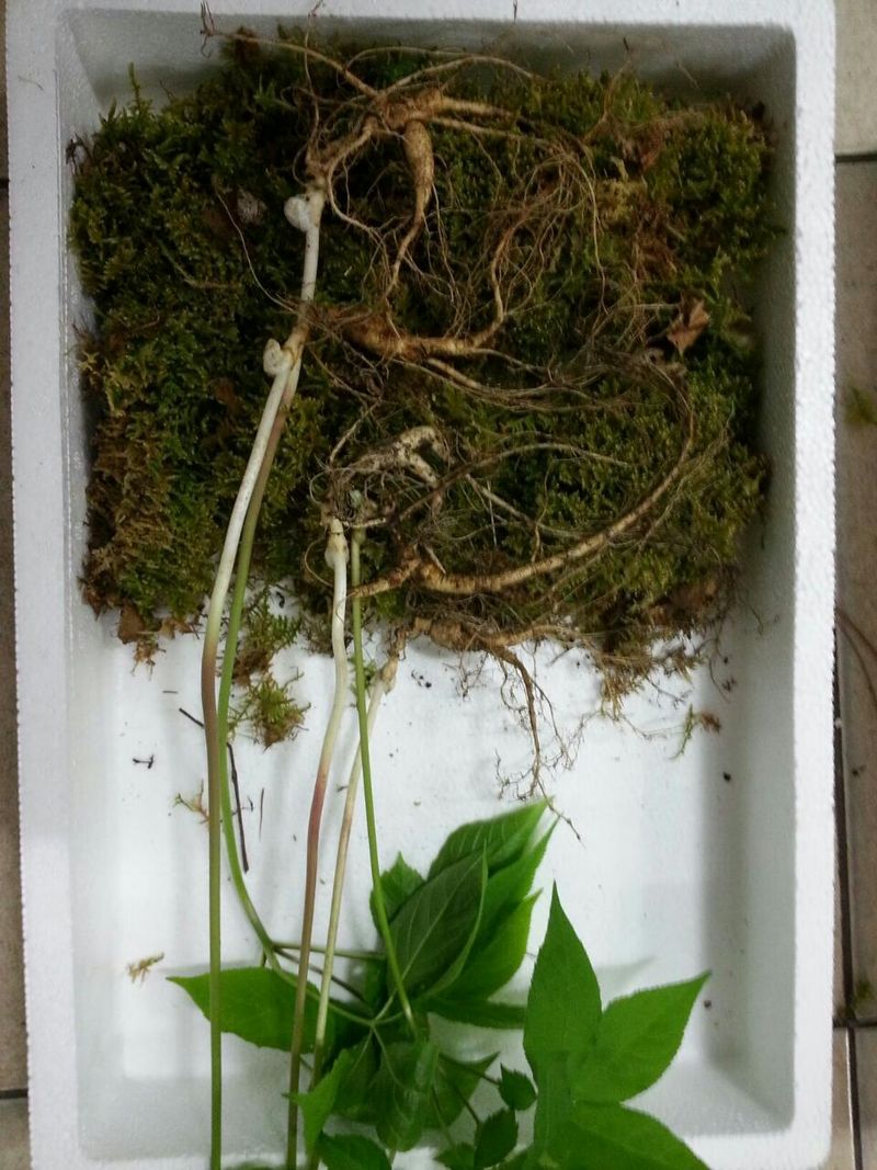 신재용님의 장터 판매 상품 [장뇌삼 할인판매 ] 첨부 사진