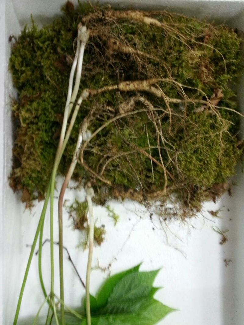 신재용님의 장터 판매 상품 [장뇌삼 할인판매 ] 첨부 사진