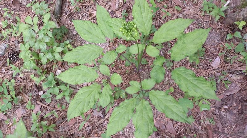 신재용님의 장터 판매 상품 [장뇌삼 할인판매 ] 첨부 사진