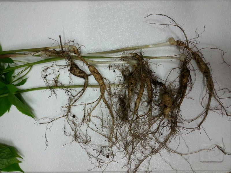 신재용님의 장터 판매 상품 [장뇌삼 할인판매 ] 첨부 사진