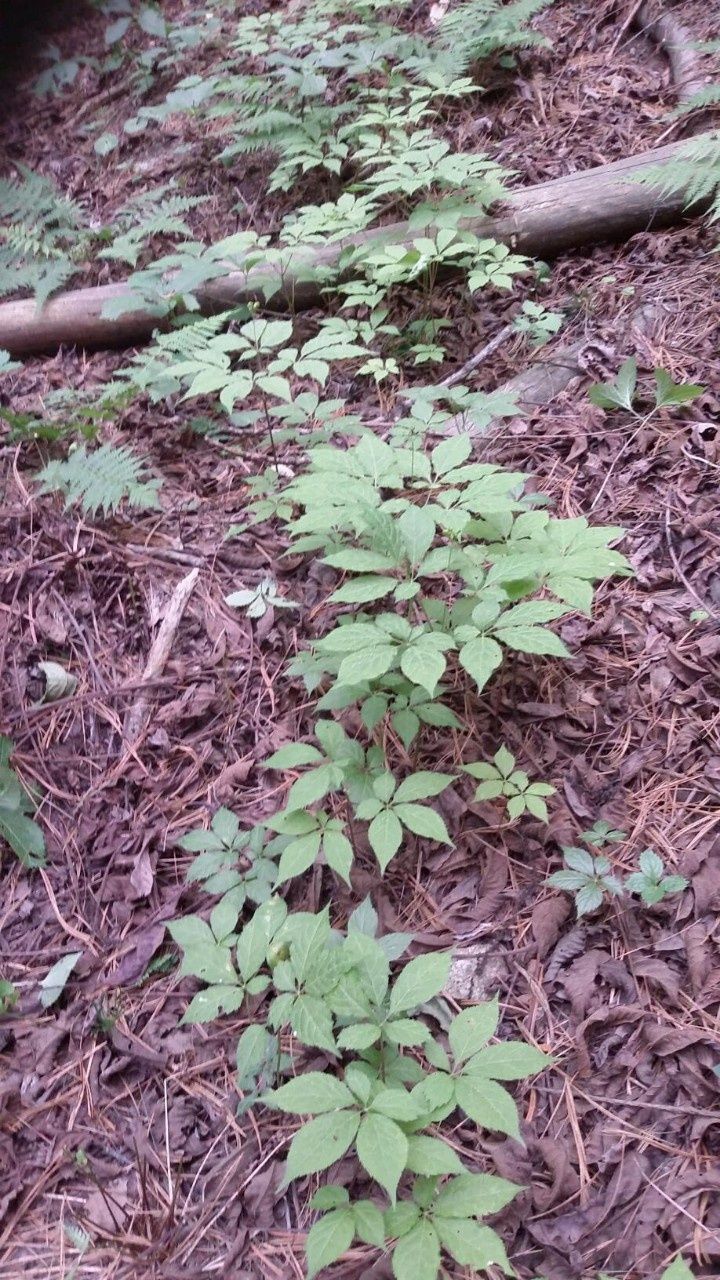 신재용님의 장터 판매 상품 [장뇌삼 할인판매 ] 첨부 사진